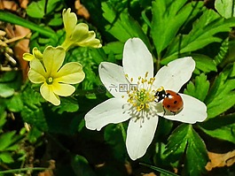 開花,春天,關閉