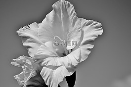 唐菖蒲,gladidus,蝴蝶温室