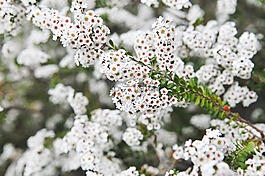 花,白,開花