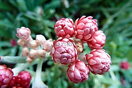 花,特寫,粉紅色