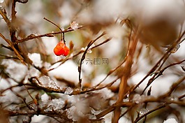 植物,分支機(jī)構(gòu),漿果