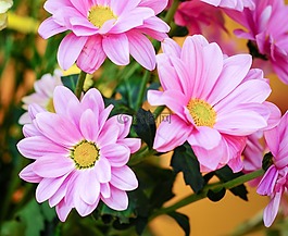 鮮花,特寫(xiě),開(kāi)花
