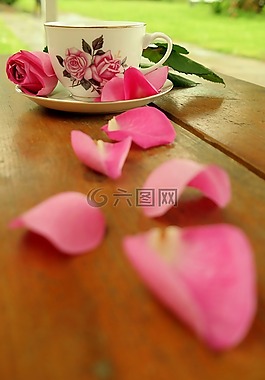 茶杯,玫瑰,開花