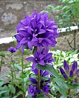 秋季,紫色,錐花