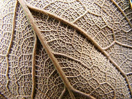 葉,生活,植物