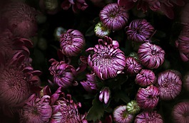 菊花,11 月,秋