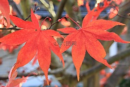 葉子,秋季,樹