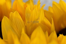 太陽(yáng)花,黃色,花
