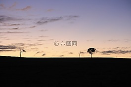 樹,日出,自然