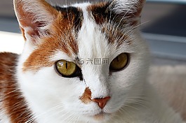 貓,關(guān)閉,動物