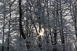 森林,雪,弗羅斯特