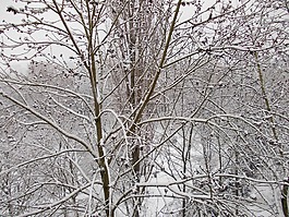 冬天,雪,白