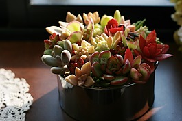 多汁,植物,園藝