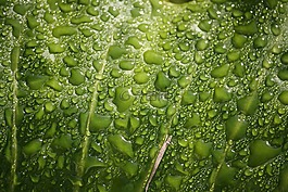 雨滴,葉,植物
