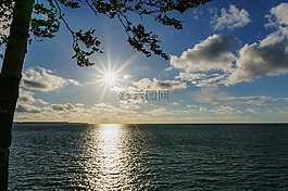 海,波羅的海,樹