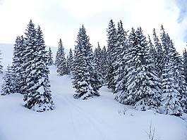 冬季森林,雪,冬天