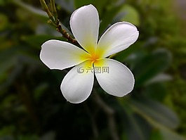 花,白,黃色