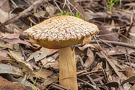 蘑菇,毛,菌類