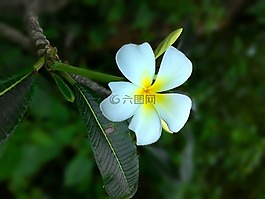 花,白,黃色
