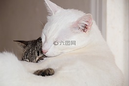 貓,基蒂,白色貓咪