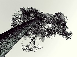 樹,松,墳場