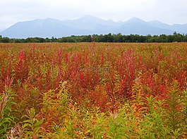 秋季,森林,雜草