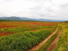 秋季,森林,雜草