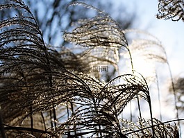 芦苇,天空,冬天