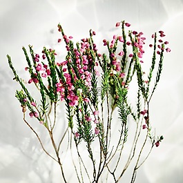 花,自然,植物