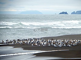 太平洋,波,海灘