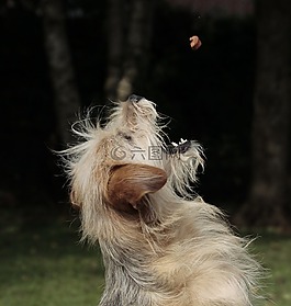 狗,吃,動(dòng)物