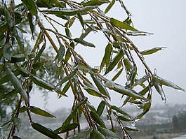 雨夾雪,凍雨,冬季