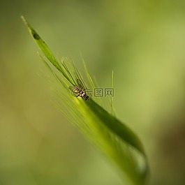 飛,大自然,昆蟲
