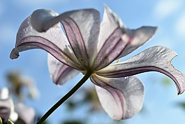 鐵線蓮,性質(zhì),花