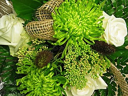 花束,菊花,性質(zhì)