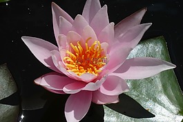 蓮花,花,水坑