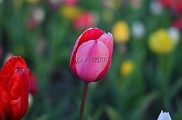 郁金香,紅色,鮮艷的色彩