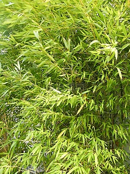 竹,亞洲,花園