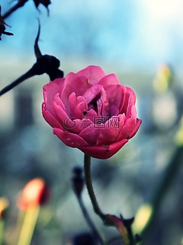 花,開花,粉紅色