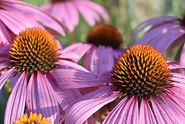 松果菊,花,性質(zhì)