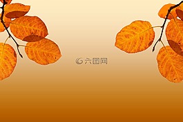 背景,秋季,葉子