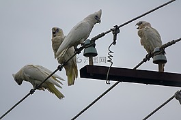 白鳳頭鸚鵡,鳥,野生動物