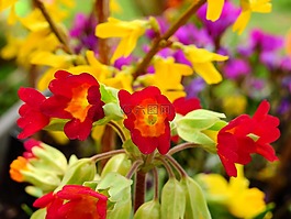 鮮花,開花,盛開