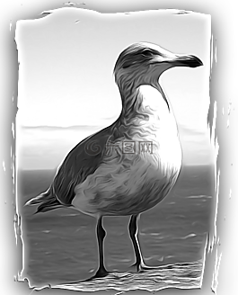 海鷗,鳥,羽毛