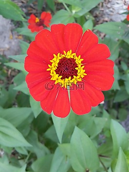 花,朵紅色的花,野生花卉
