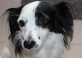 狗,動物,頭
