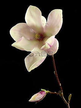 花,開花,盛開