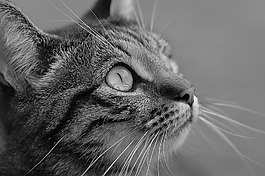 貓咪,katze,黑白色