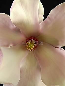 花,開花,盛開