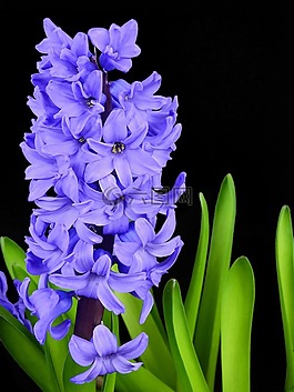 花,開花,盛開